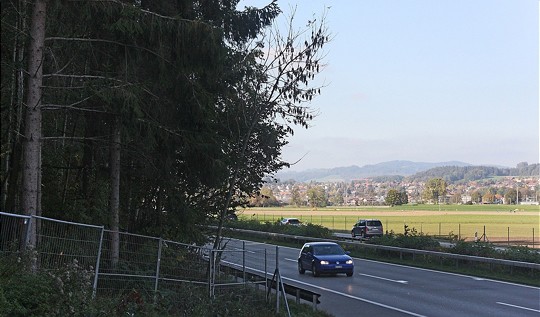  A6 im Aaretal: instabile Bäume am Fahrbahnrand 